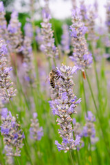 Bee looking for nectar of lavender flowers, pollinating the lavender field