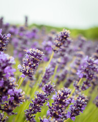 Obraz premium Sea of lavender flowers in a lavender field in the hungarian countryside