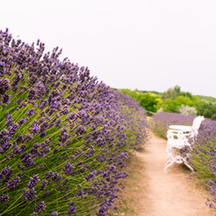 Obraz premium KŐRŐSHEGY, HUNGARY - JULY 5, 2021: The lavender fields of the Kőrőshegyi Levendulás near lake Balaton