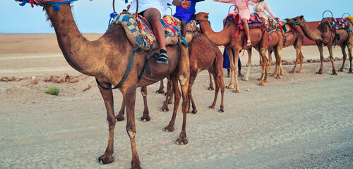 Camel train silhouetted against colorful sky crossing the Sahara Desert, Morocco