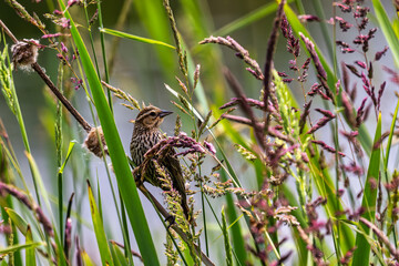 2024-06-18 A SONG BIRD PERCHED ON REED GRASS LOOKING RIGHT IN THE FRAME WITH A BLURRED BACKGROUND IN SEATTLE WASHINGTON