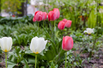 Bulbous flower that blooms every year in April, pink white tulips with very vibrant colors