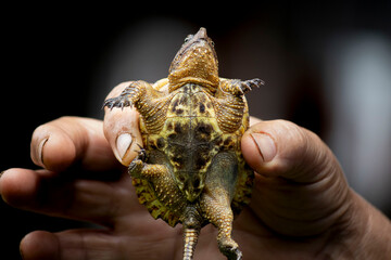 Chelydra tortuga en el valle del Cauca, Colombia. 