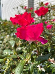 Obraz premium Red flower up close 