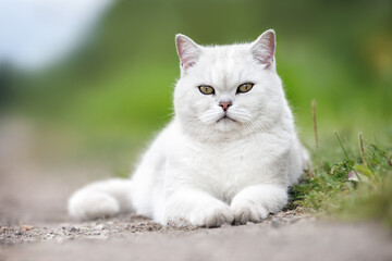 cute british shorthair cat lying down outdoors in summer