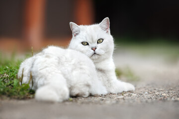 british shorthair cat lying down outdoors