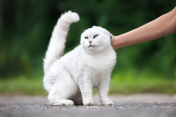 friendly british shorthair cat enjoying petting outdoors