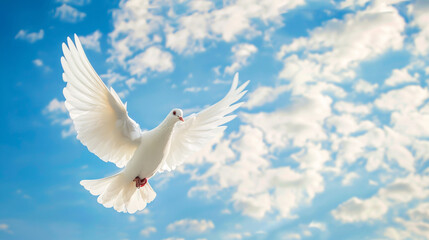 Dove in the sky. 