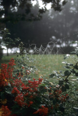 spiderweb in garden 