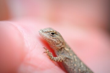 Fototapeta premium lizard in palm closeup 