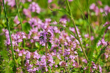 The macrophoto of herb Thymus serpyllum, Breckland thyme. Breckland wild thyme, creeping thyme, or elfin thyme blossoms close up. Natural medicine. Culinary ingredient and fragrant spice in habitat