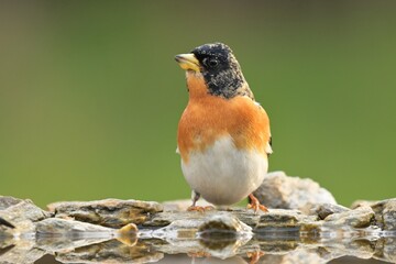 Brambling Fringilla montifringilla bird songbird wildlife nature predator cock o the north, beautiful animal mountain finch, animal, bird watching ornithology, flower bud fauna wildlife Europe