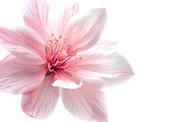 Fototapeta premium Pink Flower with Dew Drops Close-Up - Delicate and Fresh Blossom with Morning Dew and Natural Elegance