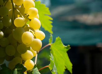 Close-up of ripe bunch of white grapes in sunlight. Side background is green and blurred. Winemaking.