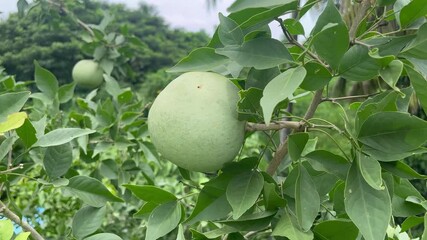 Indian bael (Aegle marmelos) wood apple golden apple Bengal quince