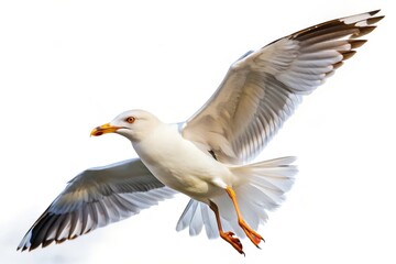 Fototapeta premium A graceful seagull with outstretched wings soars through the air, symbolizing freedom, exploration