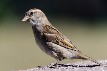 A House sparrow (Passer domesticus) on the wood
