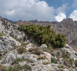 Mountain flora