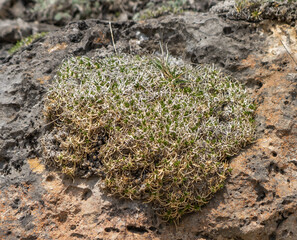 Mountain flora