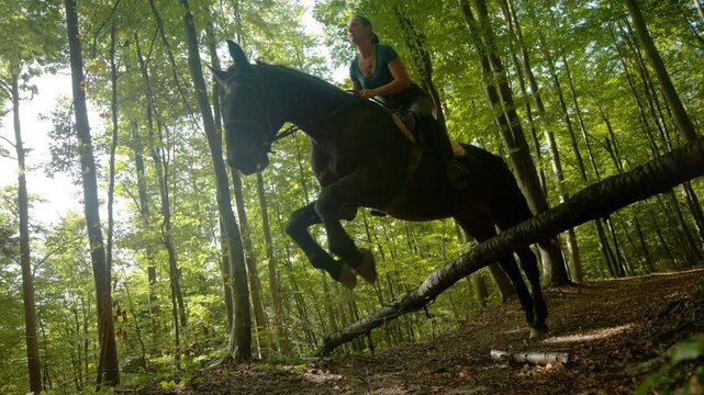 SLOW MOTION, LOW ANGLE, DOF: Young woman riding on horseback jumps over a broken tree in middle of a forest trail. Cinematic shot of a horse jumping over an obstacle while galloping in the forest.