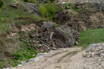 stone path in the forest