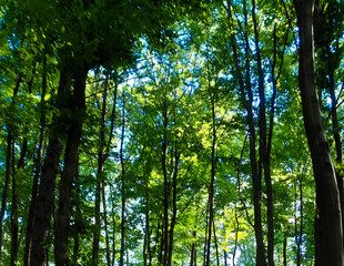Forest landscape. Beauty of nature.