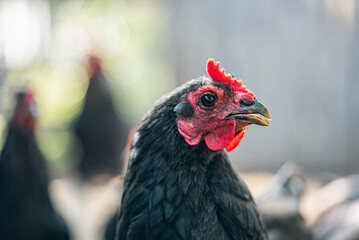 Close-up of a black chicken with a red comb, standing outdoors with a soft-focus background of other chickens and greenery. 