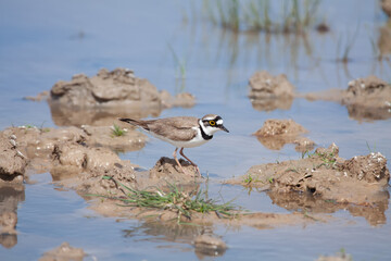 Breeding Little ringed plover (Charadrius dubius) in an artesian spring, Kazakhstan