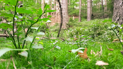 Close up of moss and litter in wild forest.