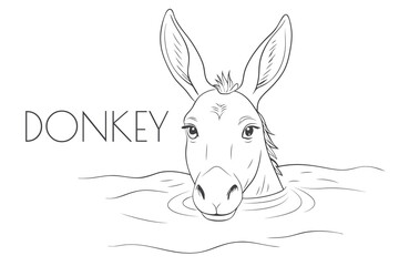 Illustration of a Animal - Donkey Swimming, Mammalia