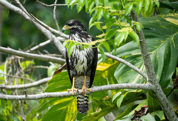 Raptor in tree