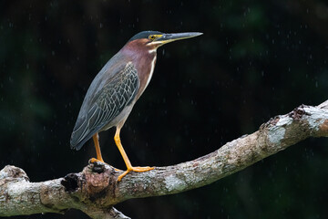 tiger heron on branch