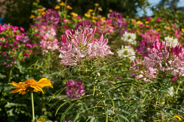 Obraz premium Cleome blooms in the garden. Cleome (lat. Cleome) is a genus of annual or biennial plants of the Cleomaceae family.