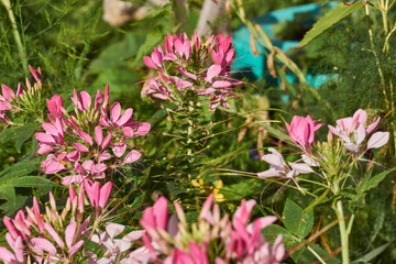 Cleome blooms in the garden. Cleome (lat. Cleome) is a genus of annual or biennial plants of the Cleomaceae family.