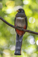 Trogon