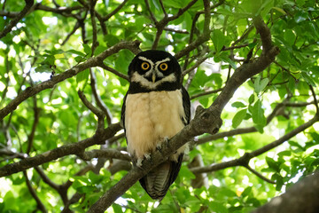 Owl in tree
