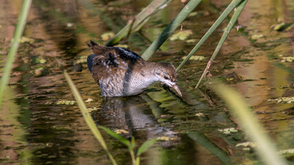 great crested grebe