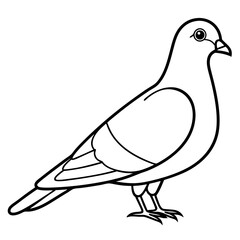 Vector art of a pigeon illustration on a white background
