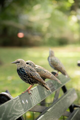 
tres estorninos (Sturnus vulgaris) posados en un banco verde de Central Park de New York City en un amanecer luminoso y dorado
