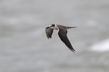 bridled tern or Onychoprion anaethetus near Elephanta Island Maharashtra, India