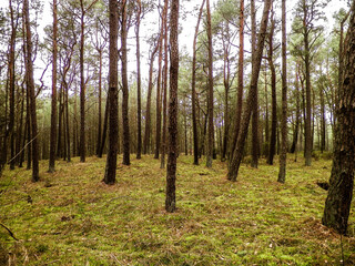 Pine forest, northern Poland.