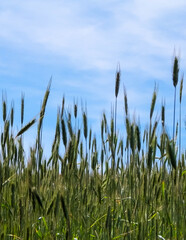 Close up of wheat plant.
