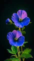 A close up of a blue flower with green leaves