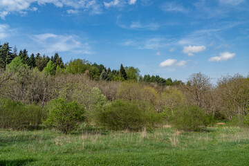 trees in the mountains