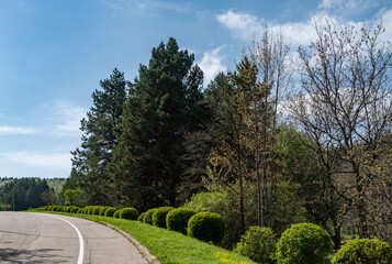 trees in the mountains