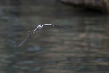 bridled tern or Onychoprion anaethetus near Elephanta Island Maharashtra, India