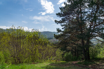 Obraz premium landscape with trees and sky