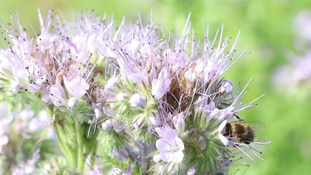 This video highlights the relationship between flowers and bees
