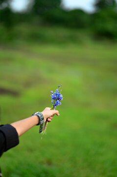 Onam flower in hand 
Class:	Asterids
Order:	Lamiales
Family:	Lentibulariaceae
Genus:	Utricularia
Species:	U. reticulata
Binomial name
Utricularia reticulata