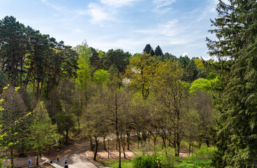 Obraz premium trees in the mountains